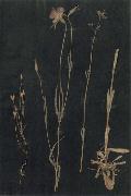 Paul Klee Herbarium oil painting